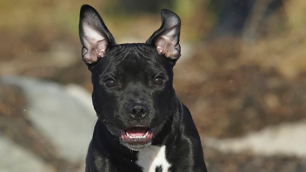 Staffordshire Bull Terrier