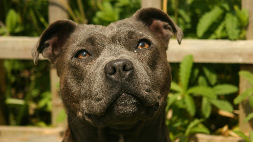 Grooming & Health icon