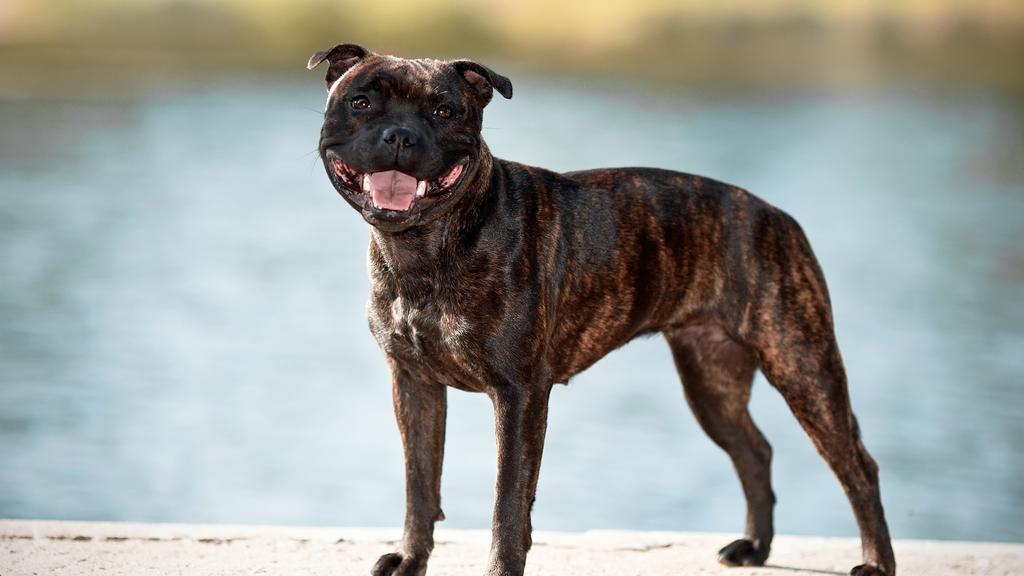 Staffordshire Bull Terrier