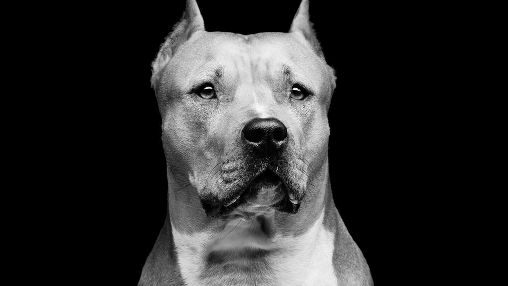 Staffordshire Bull Terrier