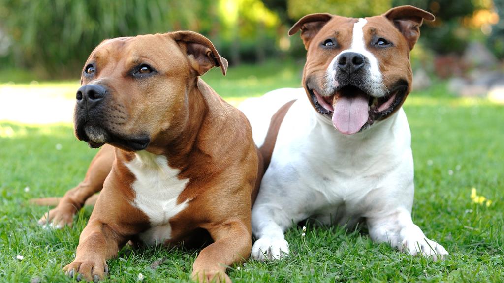 Staffordshire Bull Terrier