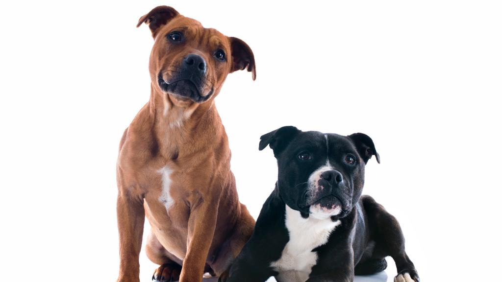 Staffordshire Bull Terrier