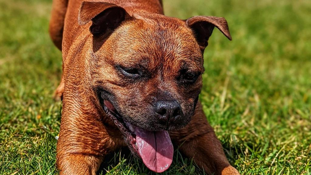 Staffordshire Bull Terrier