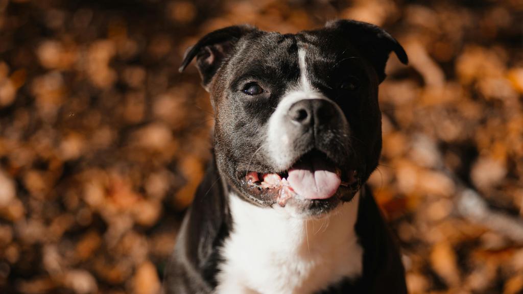 Staffordshire Bull Terrier