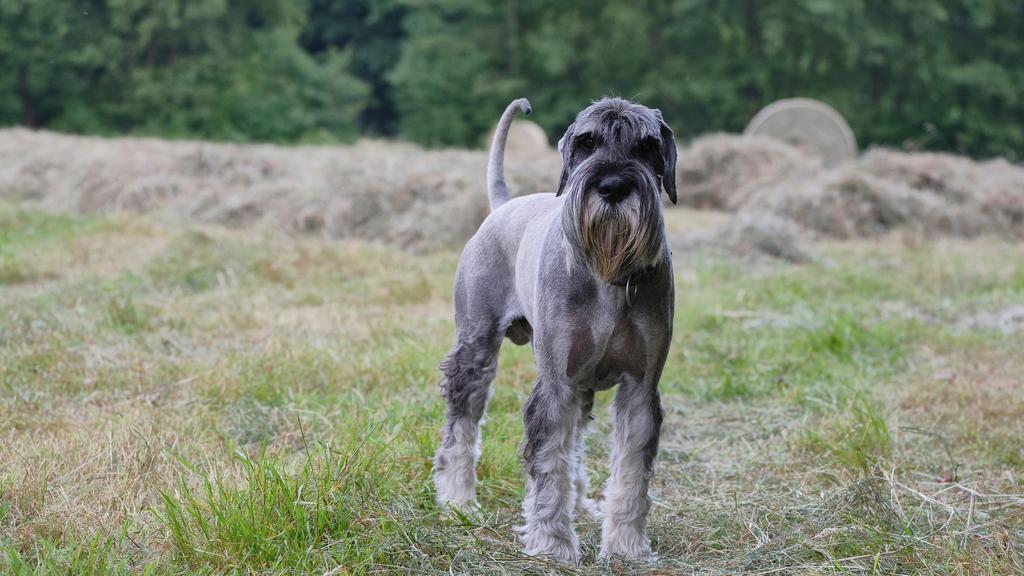 Grooming & Health icon