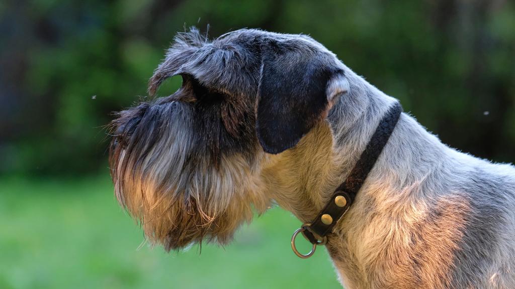 Standard Schnauzer
