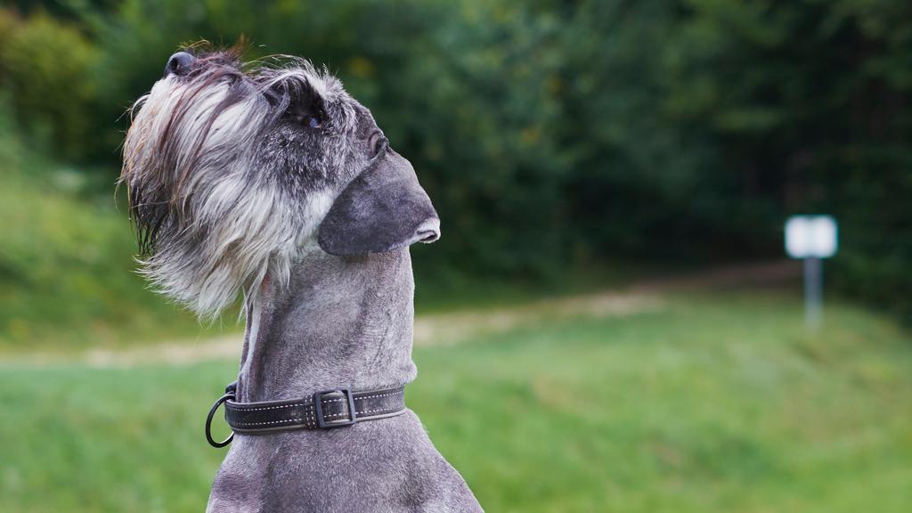 Basic Information icon