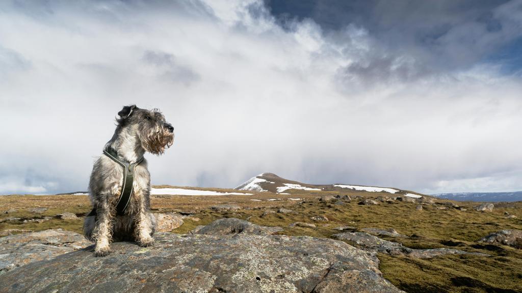 Suitability for First-Time vs. Experienced Owners icon