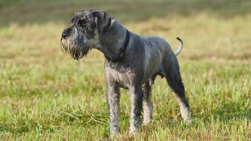 Standard Schnauzer