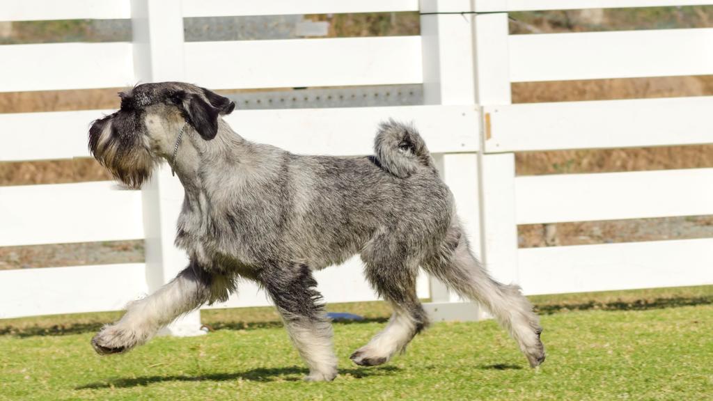 Standard Schnauzer