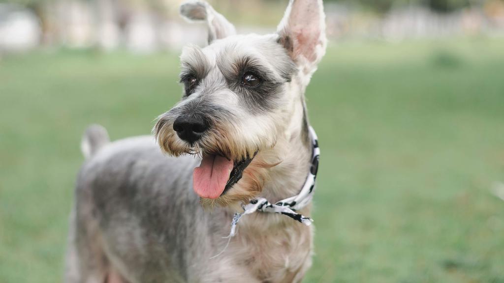 Standard Schnauzer