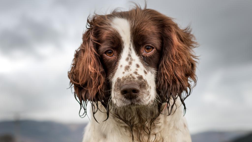 Sussex Spaniel
