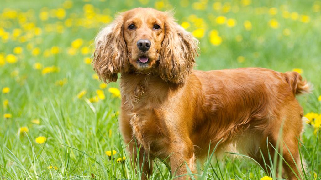 Sussex Spaniel