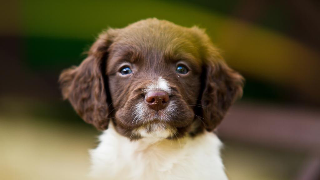 Sussex Spaniel