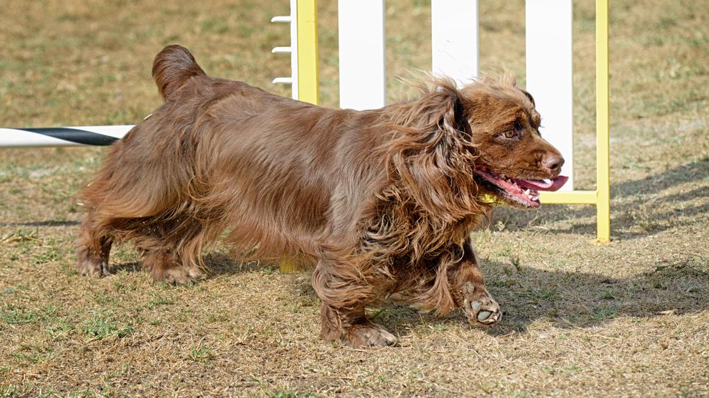 Sussex Spaniel