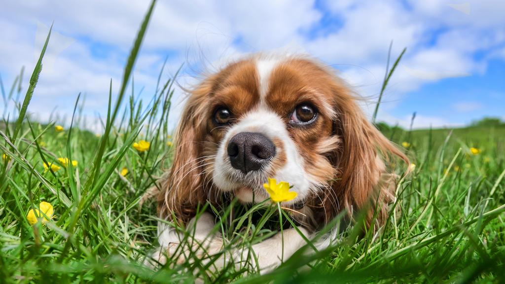 Sussex Spaniel