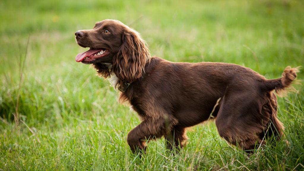 Sussex Spaniel