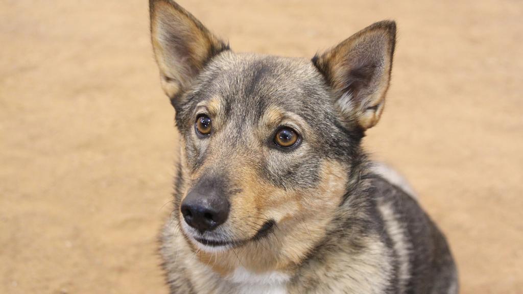 Grooming & Health icon