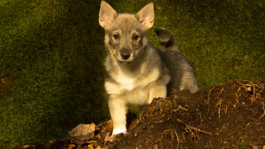 Swedish Vallhund