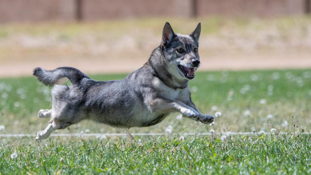 Swedish Vallhund