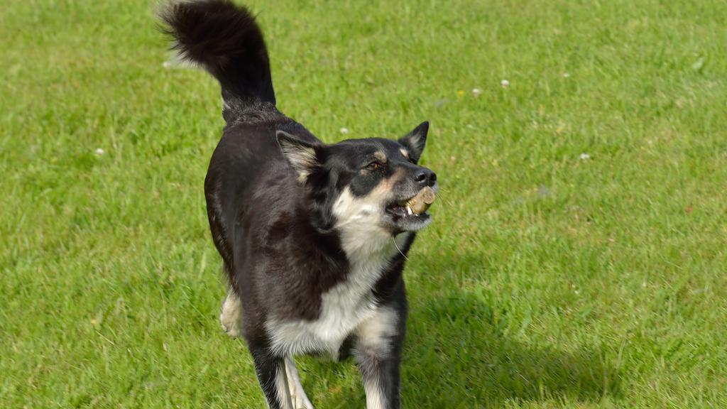 Temperament & Behavior icon