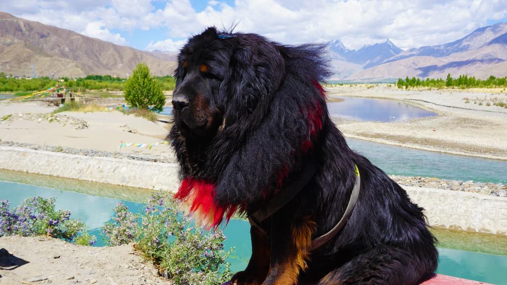 Tibetan Mastiff