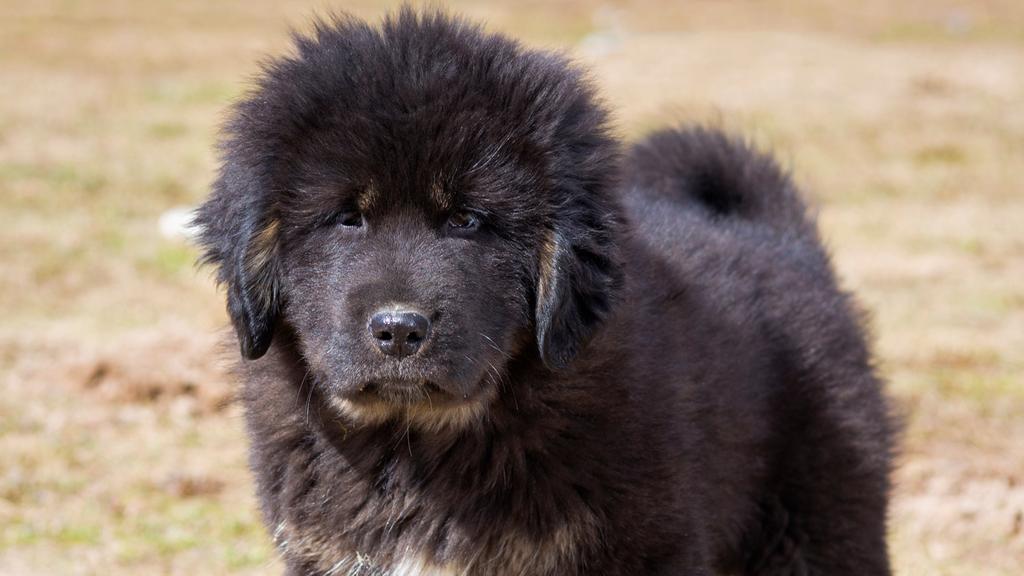 Tibetan Mastiff