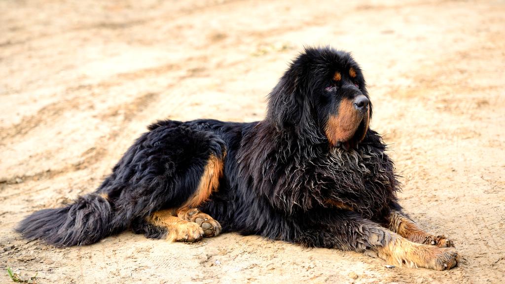 Tibetan Mastiff