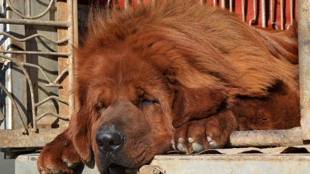 Tibetan Mastiff