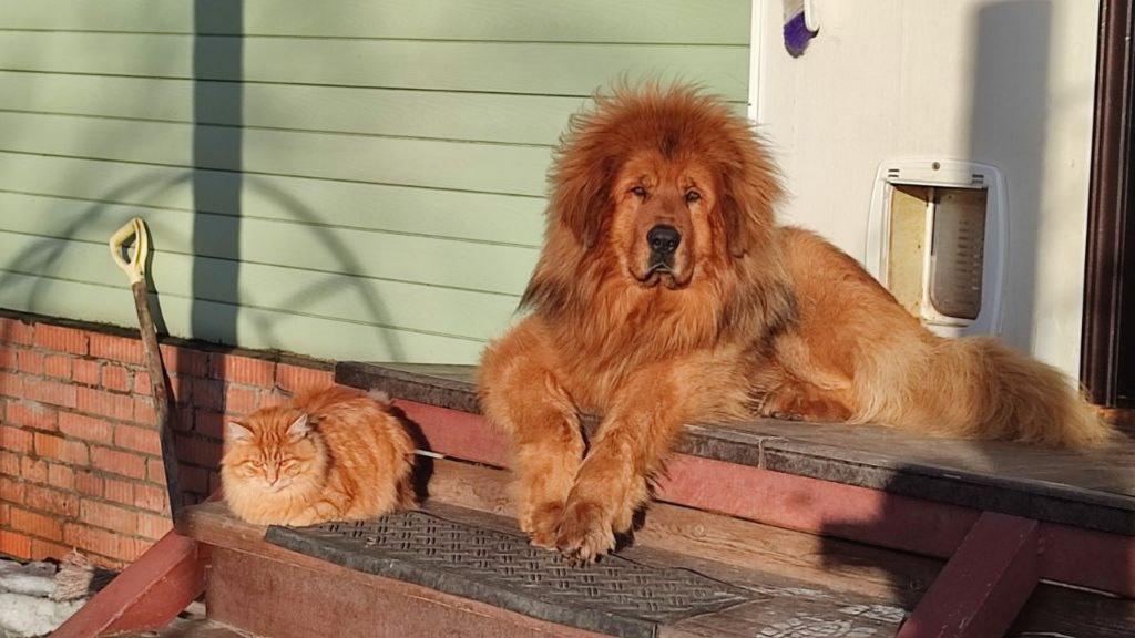 Suitability for First-Time vs. Experienced Owners icon