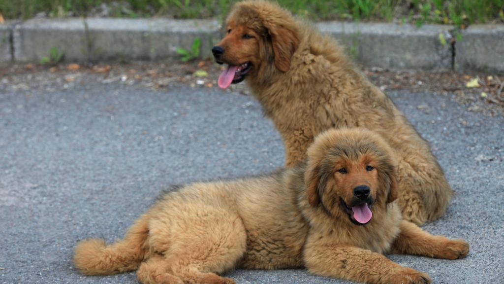 Tibetan Mastiff