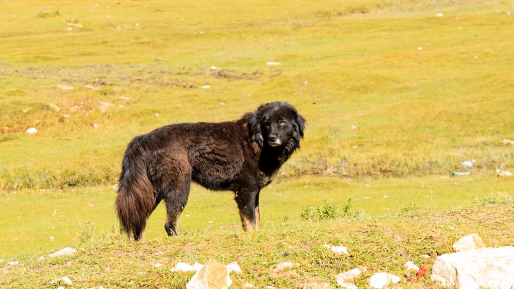 Tibetan Mastiff