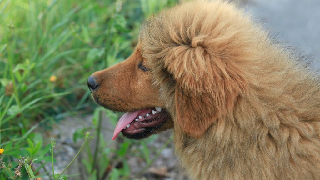 Tibetan Mastiff