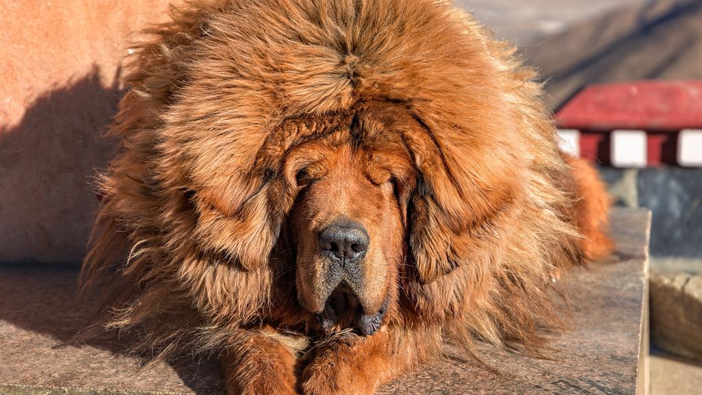 Tibetan Mastiff