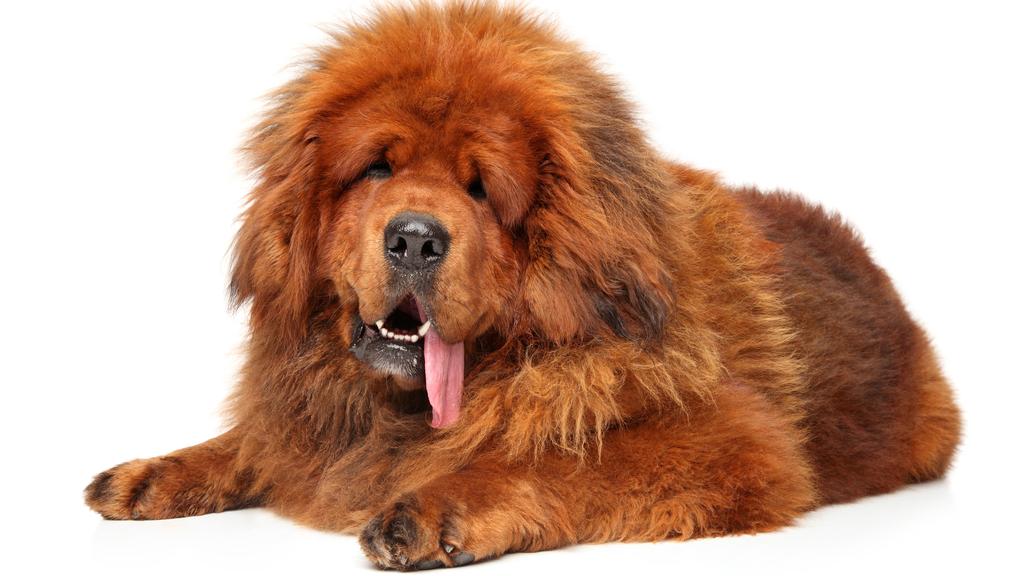Tibetan Mastiff