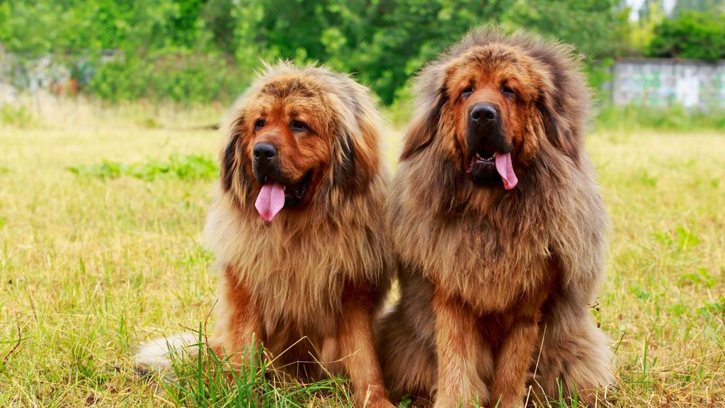 Tibetan Mastiff