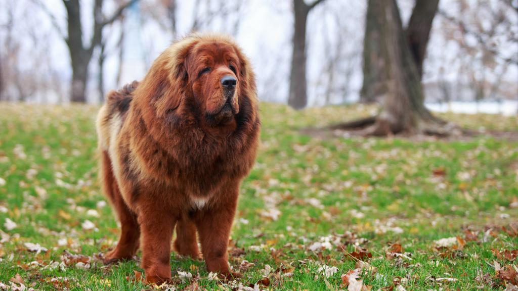 Adoption vs. Breeder Considerations icon