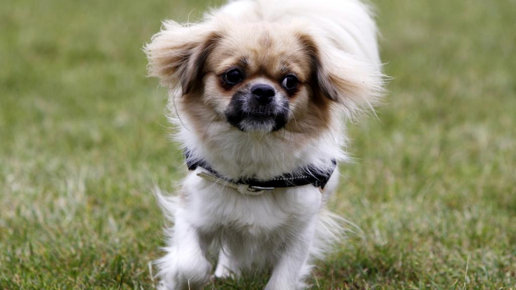 Life Stage Considerations icon