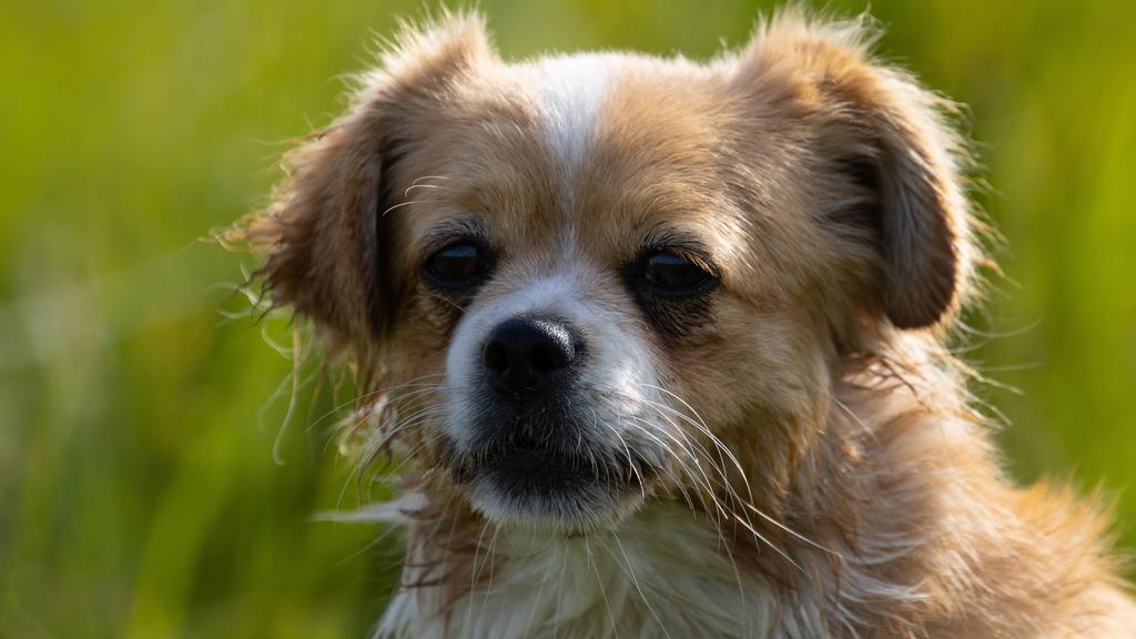 Tibetan Spaniel