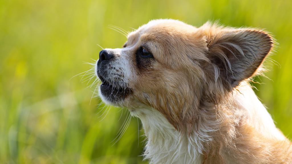 Exercise & Activity Needs icon