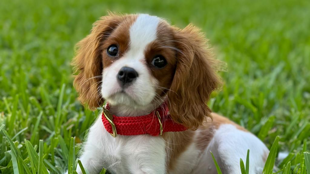 Basic Information icon