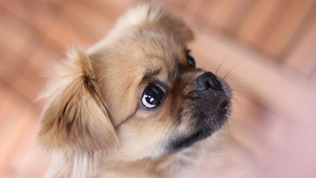 Tibetan Spaniel