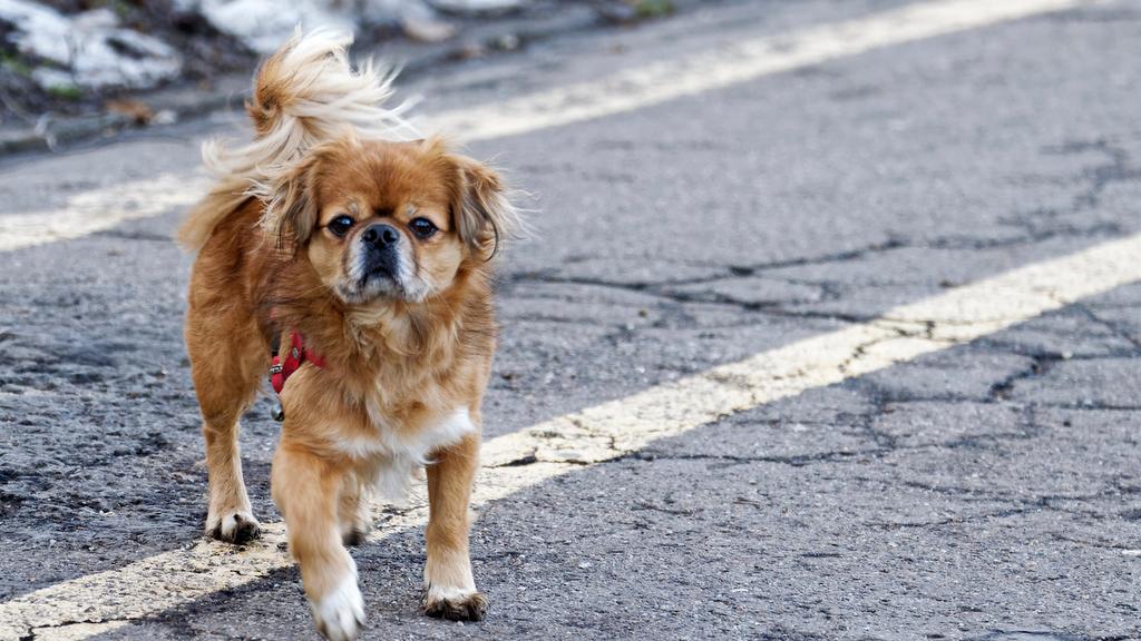 Tibetan Spaniel