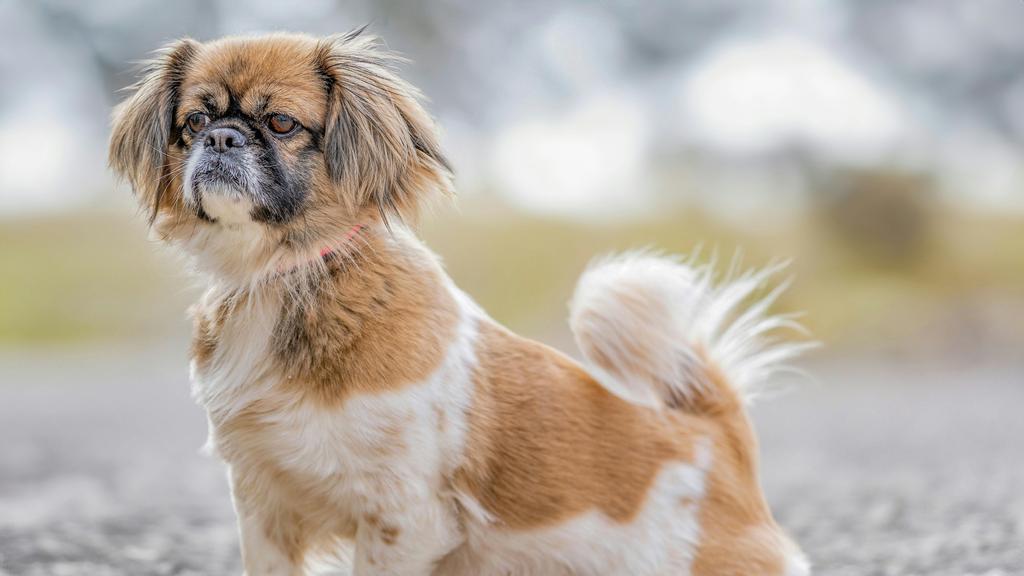 Tibetan Spaniel