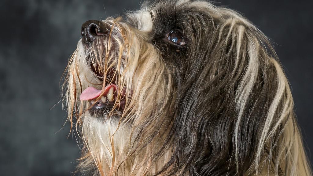 Suitability for First-Time vs. Experienced Owners icon