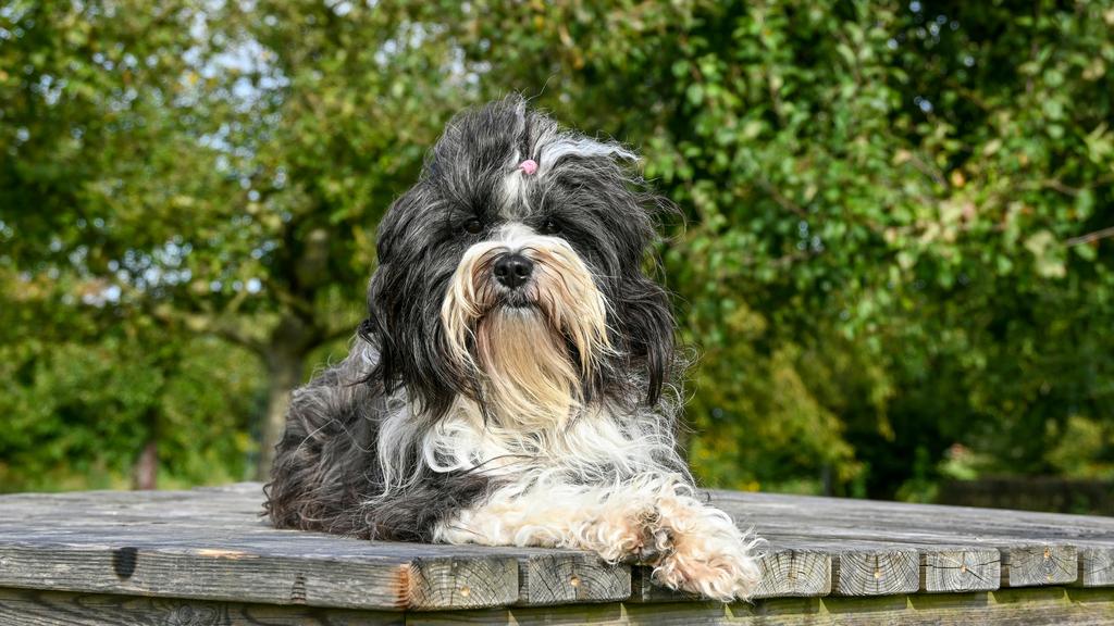 Tibetan Terrier