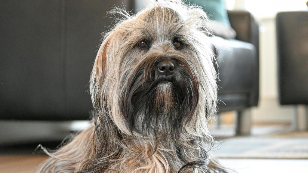 Tibetan Terrier