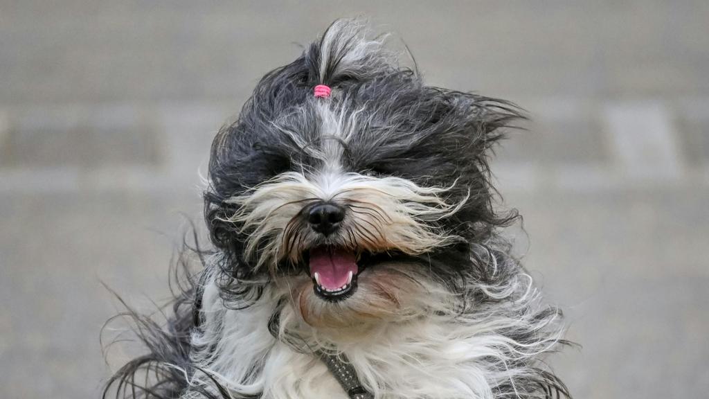 Tibetan Terrier