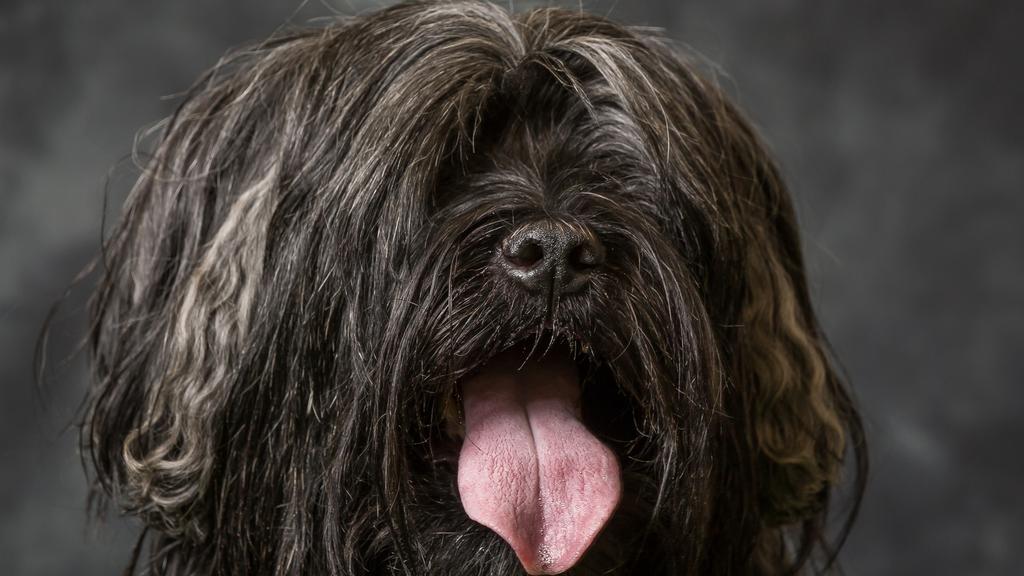 Tibetan Terrier