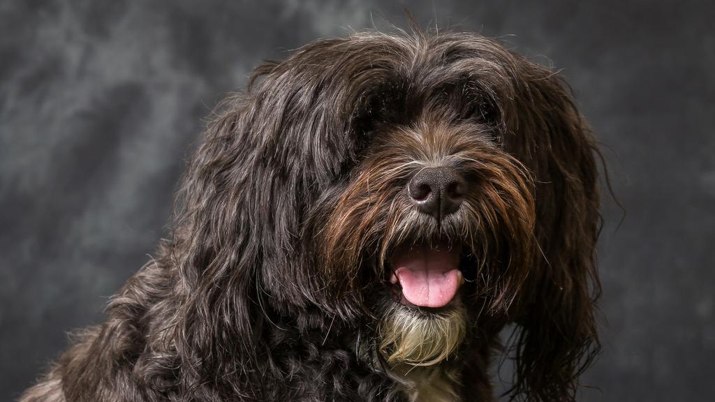 Adoption vs. Breeder Considerations icon